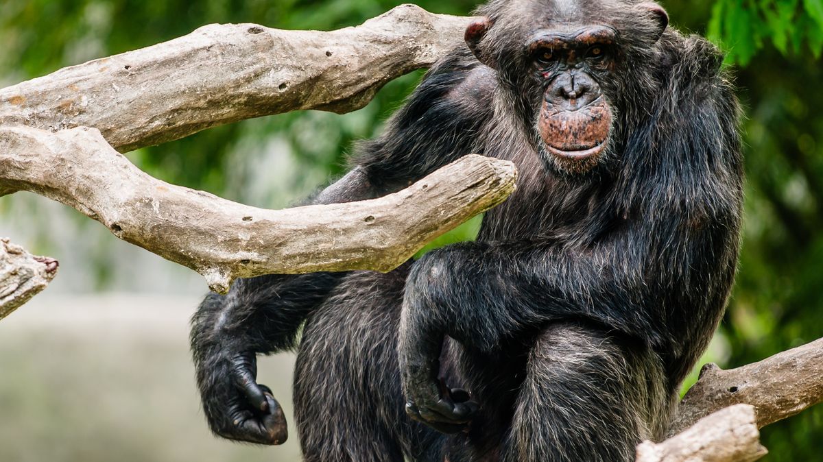 Jako tři piva denně. Šimpanzi konzumují alkohol z ovoce, ukázala studie